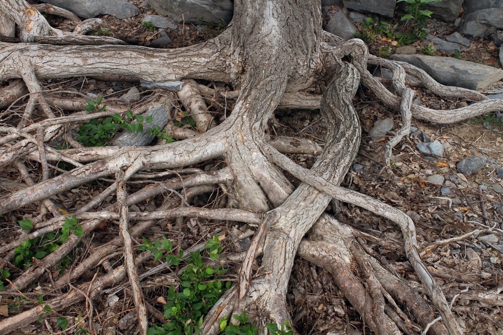 Root Growth can Damage your Home Foundation
